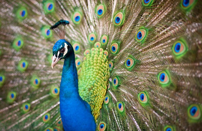art_20100327-peacock